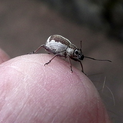 Sciobius