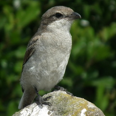 Lanius collaris collaris