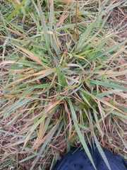 Anthoxanthum odoratum