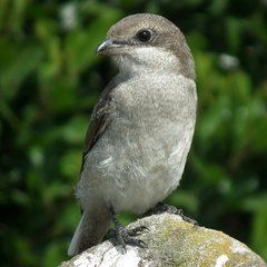 Lanius collaris collaris