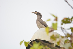 Ocyceros birostris