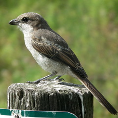 Lanius collaris collaris