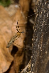 Limonia nigropunctata