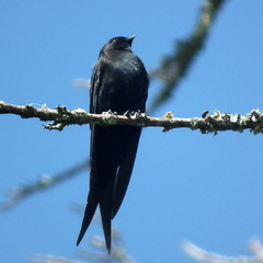 Psalidoprocne pristoptera