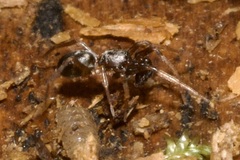 Phrurolithus