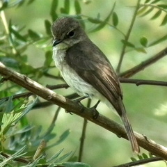 Muscicapa adusta adusta
