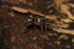 Phrurolithus