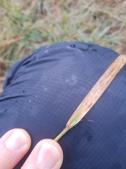 Anthoxanthum odoratum