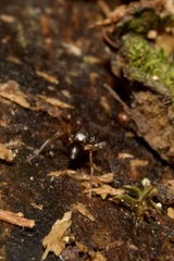 Phrurolithus