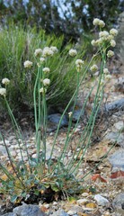 Eriogonum nudum westonii
