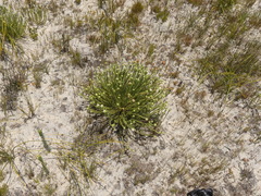 Campylostachys cernua