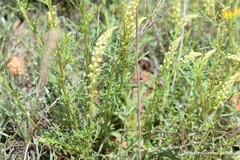 Reseda lutea