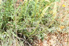 Reseda lutea