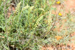 Reseda lutea
