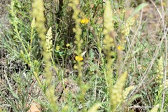 Reseda lutea