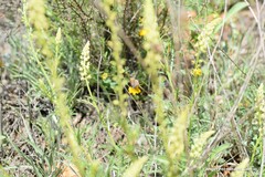Reseda lutea