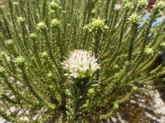 Campylostachys cernua