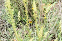 Reseda lutea