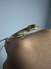 Anolis planiceps