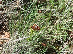 Ophrys speculum