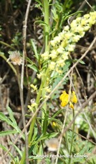 Reseda lutea