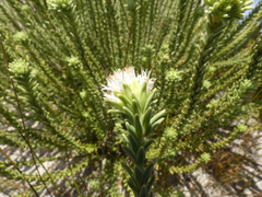 Campylostachys cernua