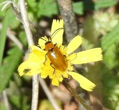 Leontodon longirostris