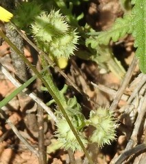 Valerianella discoidea