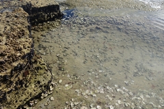 Striostrea margaritacea