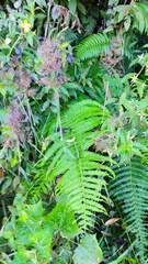 Pityrogramma calomelanos