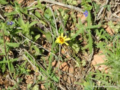Valerianella discoidea