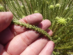 Campylostachys cernua