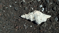 Triplofusus princeps