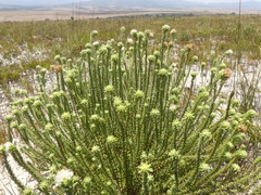 Campylostachys cernua