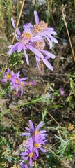 Galatella
