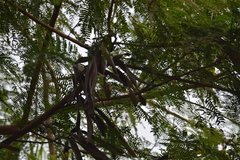 Mimosoideae