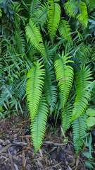 Dryopteris wallichiana