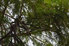 Mimosoideae