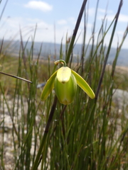 Albuca