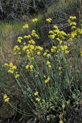 Eriogonum nudum westonii