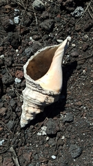 Triplofusus princeps