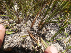 Albuca