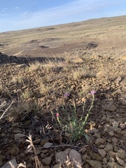 Stephanomeria runcinata
