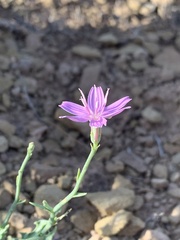 Stephanomeria runcinata