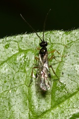 Microleptes