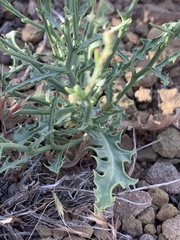 Stephanomeria runcinata