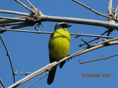 Myiozetetes similis