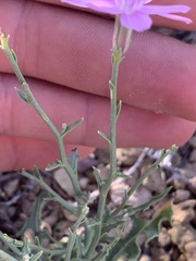 Stephanomeria runcinata