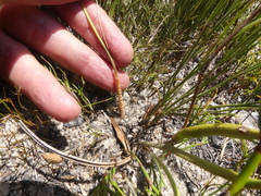 Albuca