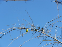 Myiozetetes similis
